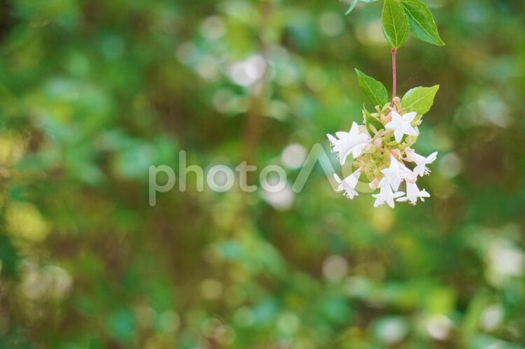 ひとつまみの花束 花束,ひとつまみ,白の写真素材