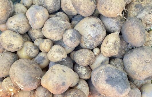 不揃いの採れたて男爵イモ 男爵いも,ジャガイモ,土豆の写真素材