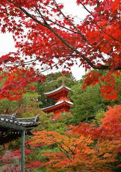 紅葉と多宝塔① 紅葉と多宝塔① 紅葉,もみじ,秋の写真素材