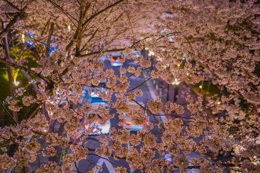 桜の花と車の光 桜の花と車の光 桜の花,桜並木,車の写真素材