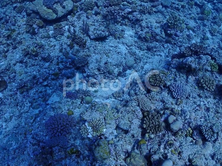 沖縄・石垣伊原間湾海底のサンゴの森 石垣島,伊原間湾,スキューバダイビングの写真素材
