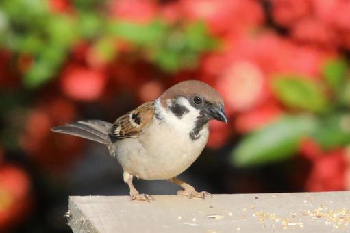 ボケの花とすずめ ボケの花とすずめ 鳥,野鳥,ことりの写真素材