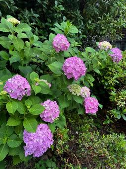 Hydrangea, JPG Hydrangea, JPG