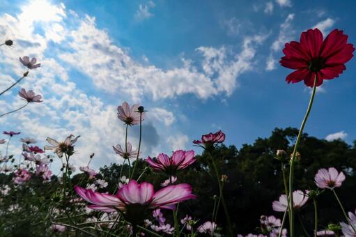 [秋]コスモスの写真