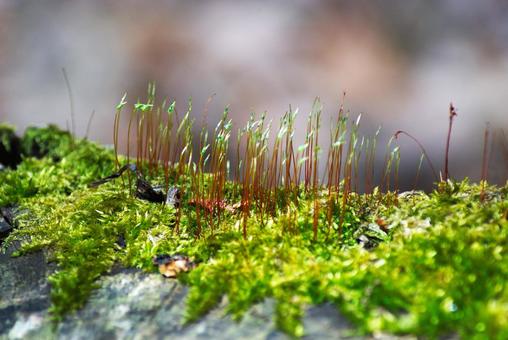 苔の写真