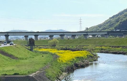 【花の写真】菜の花が咲く風景 菜の花,なのはな,アブラナの写真素材
