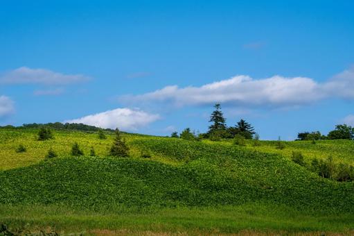 広大な牧草地に点在する防風林と夏空 広大な牧草地に点在する防風林と夏空 丘,草原,緑の写真素材