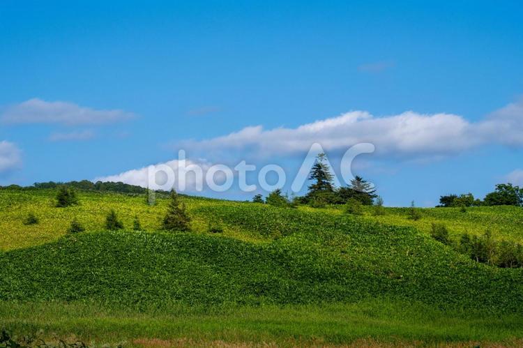 広大な牧草地に点在する防風林と夏空 丘,草原,緑の写真素材