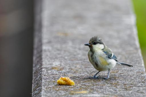 シジュウカラの若鳥⑻ シジュウカラの若鳥⑻の写真