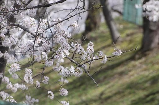 Photo, cherry blossoms, flower, beautiful, 