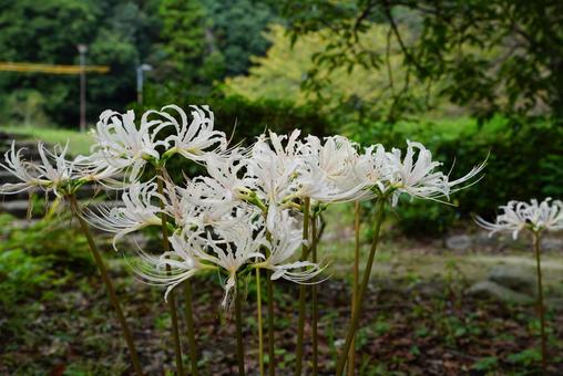 ヒガンバナ ヒガンバナ 彼岸花,白,植物の写真素材