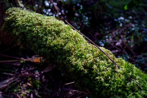 苔むした倒木の写真