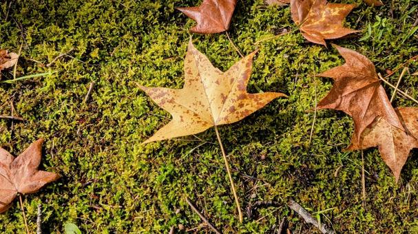 苔と秋の落ち葉 苔と秋の落ち葉 苔,落ち葉,秋の写真素材