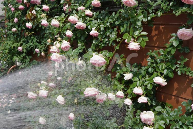 水切れした満開のつるバラに水をかける02 バラ,薔薇,花の写真素材
