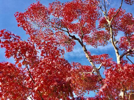 紅葉と青空 3 紅葉と青空 3の写真