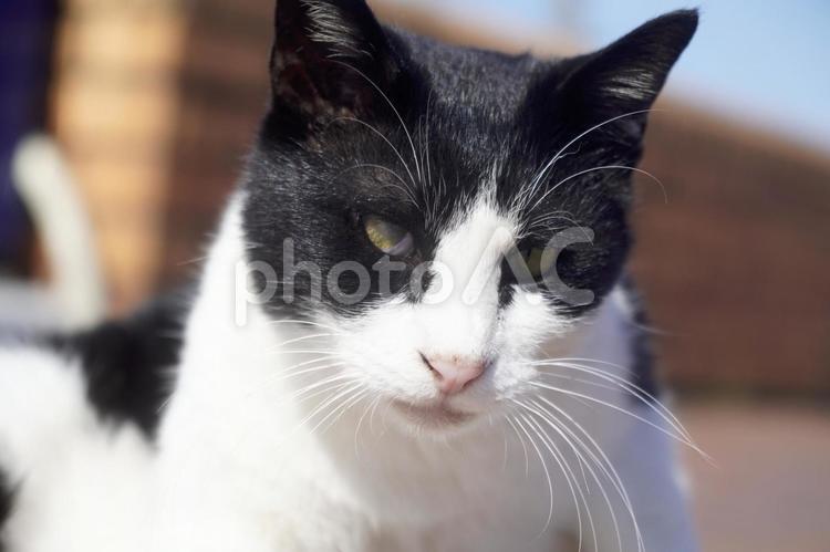 まったり野良猫 猫,ネコ,ねこの写真素材