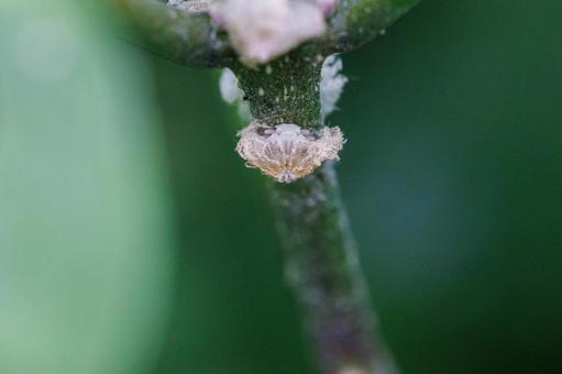 ふわふわとした白い生毛のハゴロモの幼虫 ふわふわとした白い生毛のハゴロモの幼虫 昆虫,虫,自然の写真素材