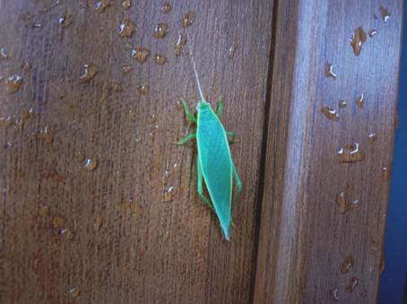 虫? バッタ? 虫? バッタ? 生き物,虫,バッタの写真素材