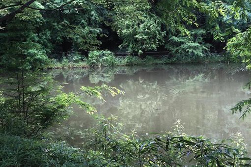 池のある風景 池のある風景の写真