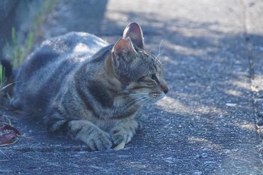 早朝のノラ猫 早朝のノラ猫の写真