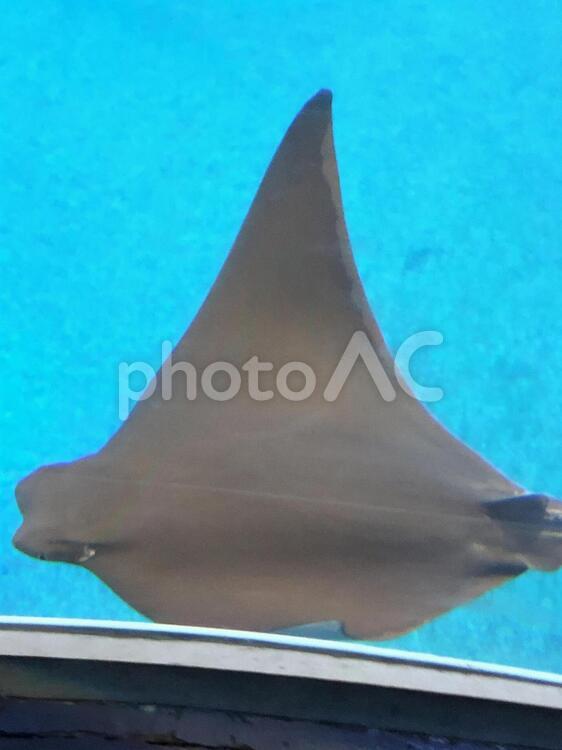 エイ  水族館 水中,魚,水泳の写真素材