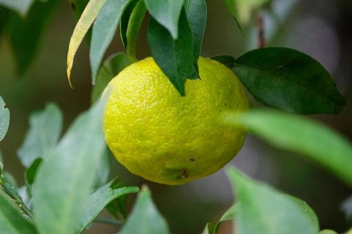 Grapefruit 2, JPG
