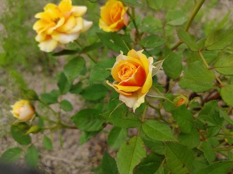 黄色の薔薇 黄色の薔薇の写真