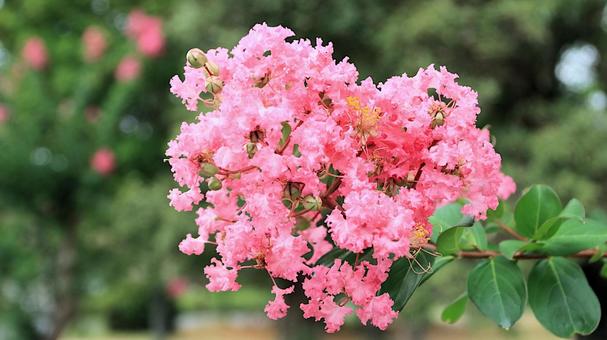 夏の花 サルスベリ 夏の花 サルスベリの写真
