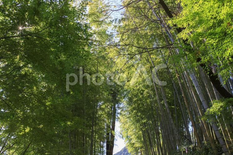竹林の風景 エコ,エコロジー,光の写真素材
