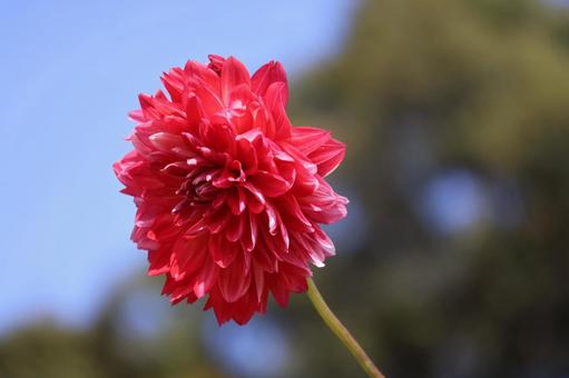 赤い花びらのダリアの花のアップ 赤い花びらのダリアの花のアップの写真