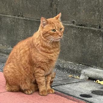 猫 ねこ,のらねこ,ネコの写真素材