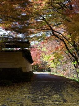 紅葉の散歩道 紅葉,落ち葉,秋の写真素材