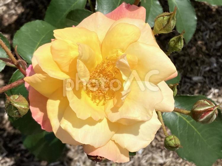 黄色の美しいバラ アップ 黄色の美しいバラ アップ バラ,イエロー,薔薇の写真素材
