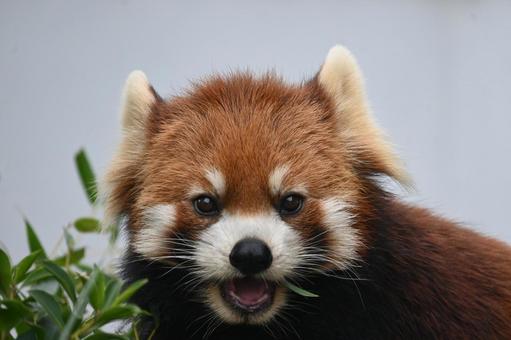 レッサーパンダ レッサーパンダ,動物,動物園の写真素材