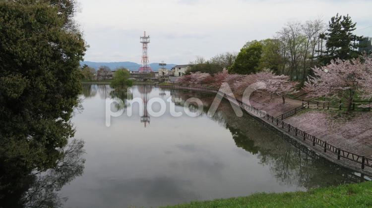 大和郡山城　鷺池と桜の絨毯 大和郡山城,平山城,筒井順慶の写真素材