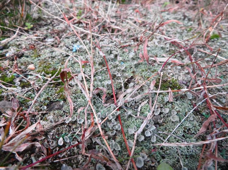 苔と枯れた植物 苔,枯草,枯れた植物の写真素材