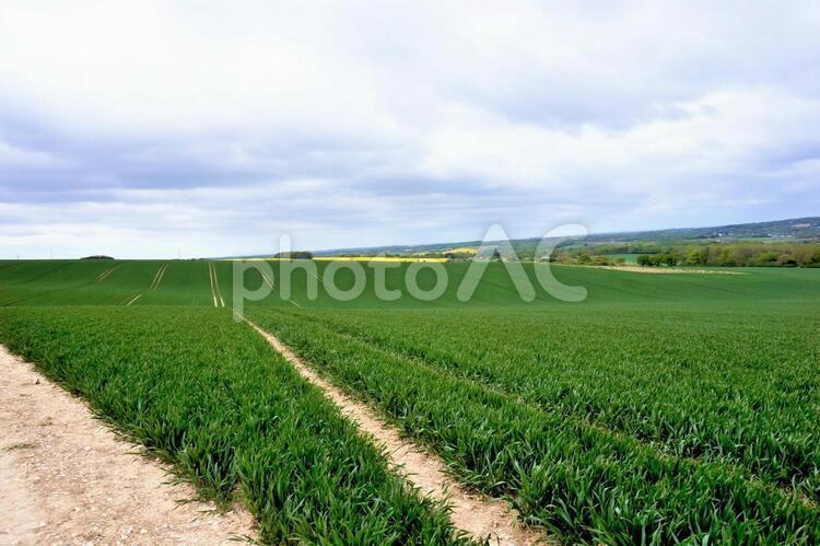 イギリスの草原 一本道,まっすぐ,道の写真素材