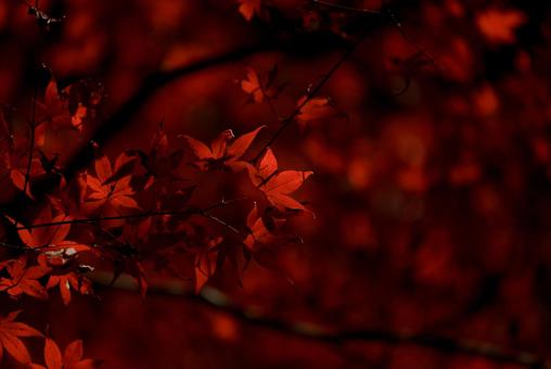 もみじの世界の写真