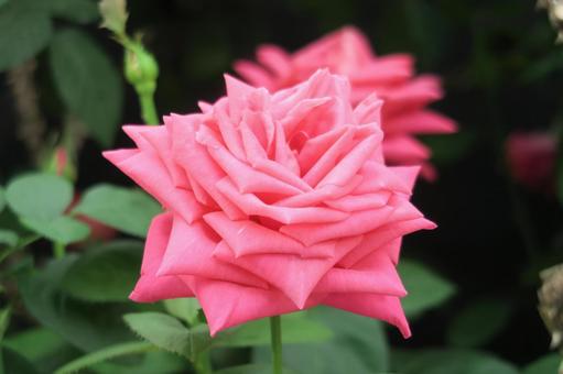 バラ rose バラ roseの写真