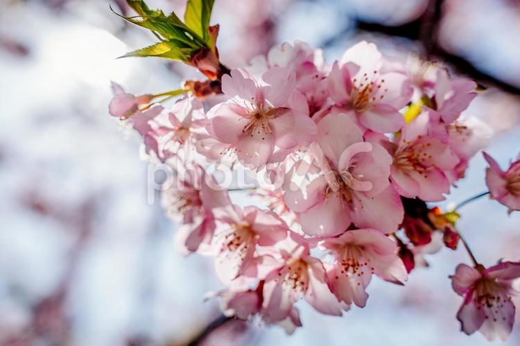 【神奈川県】鮮やかな春の三浦海岸の河津桜 春,菜の花,三浦海岸の写真素材