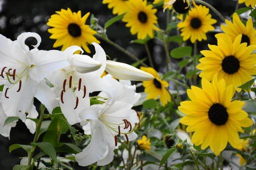 夏のお花 夏のお花の写真