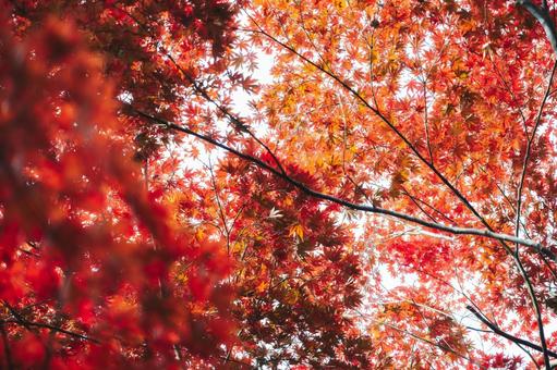 空を埋め尽くす真っ赤な紅葉 紅葉,もみじ,モミジの写真素材