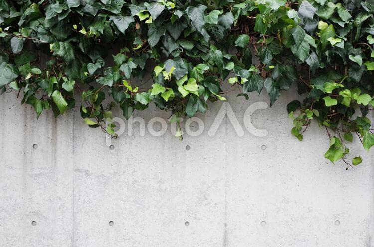 壁とツタの背景素材 壁,コンクリート,ツタの写真素材