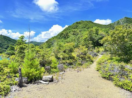 熊野古道 大辺路付近 熊野古道 大辺路付近 那智勝浦町湯川,熊野古道付近,木々の写真素材
