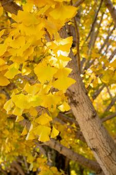 イチョウ イチョウ,いちょう,11月の写真素材