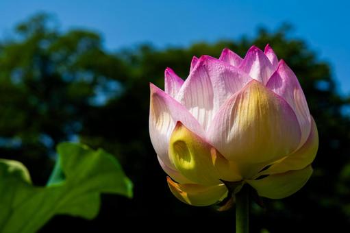 日差しを浴びた蓮の蕾 日差しを浴びた蓮の蕾 蓮の蕾,マクロ,蓮の花の写真素材