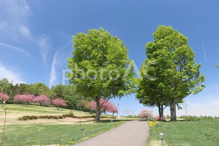 ５月の安比高原 安比高原,牧場,花見の写真素材