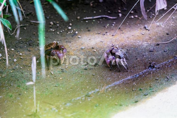 川のカニ　クロベンケイガニ　にらみ合い クロベンケイガニ,カニ,蟹の写真素材