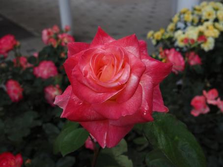 バラ園にて鮮やかな色の薔薇を撮りました 花,薔薇,自然の写真素材