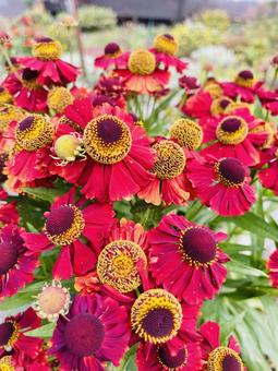 赤い花 旅,花,赤花の写真素材